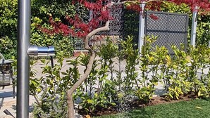 Un cabezal de ducha metálico con agua cayendo en un jardín con follaje rojo y un césped cuidado.