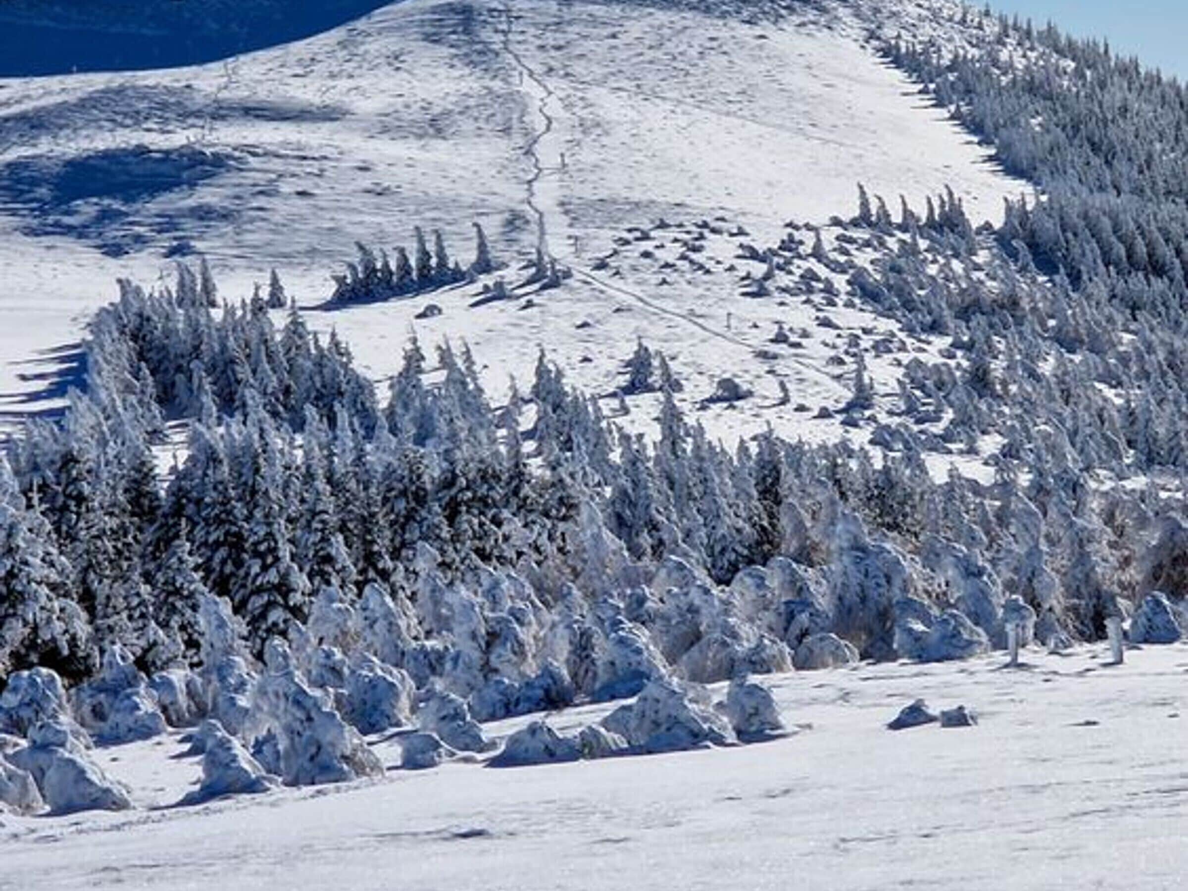 A snowy mountain landscape with dense evergreen trees.