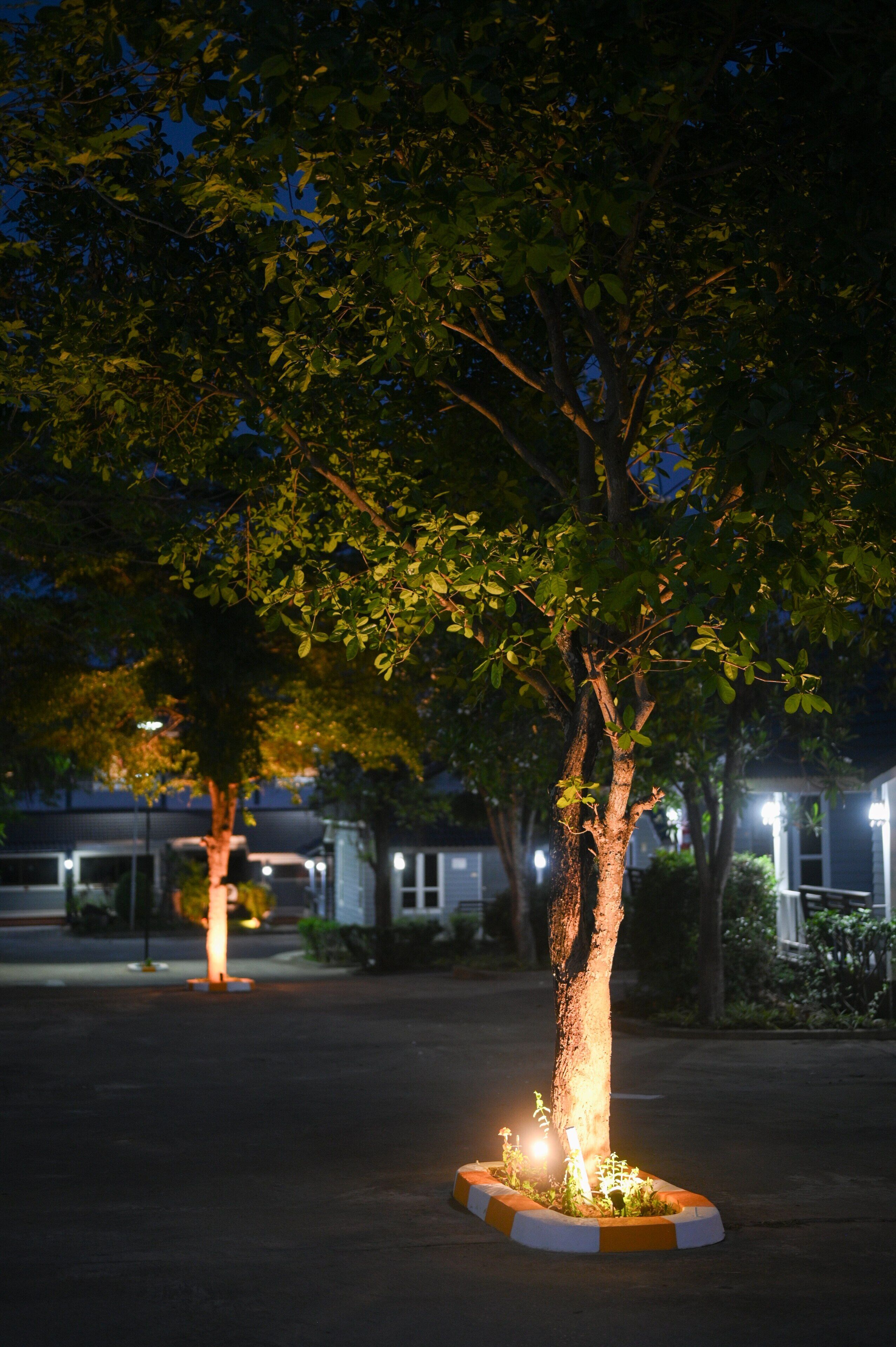 A tree with a well-lit base, surrounded by a curb and plants, in a parking lot at night.
