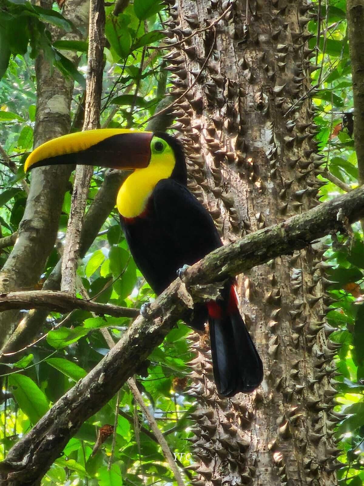 A toucan perched on a tree branch.