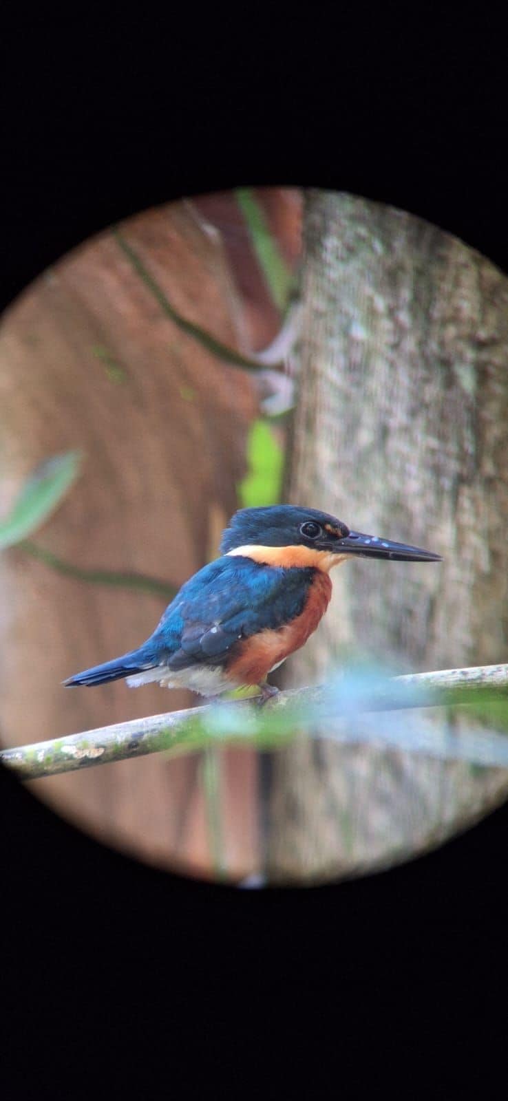 A bird perched on a branch.