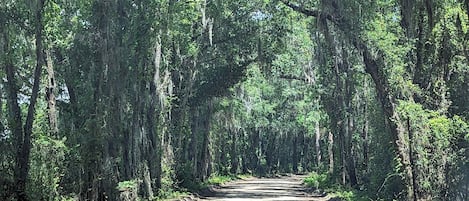 Un camino de tierra flanqueado por altos árboles cubiertos de musgo, que se adentra en un área boscosa.