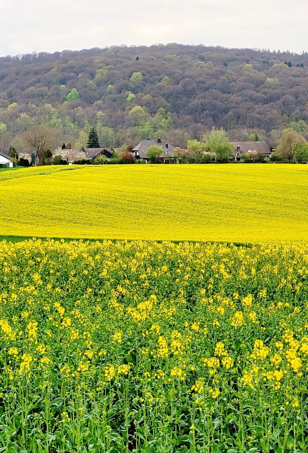 A field of yellow flowers with houses in the background.