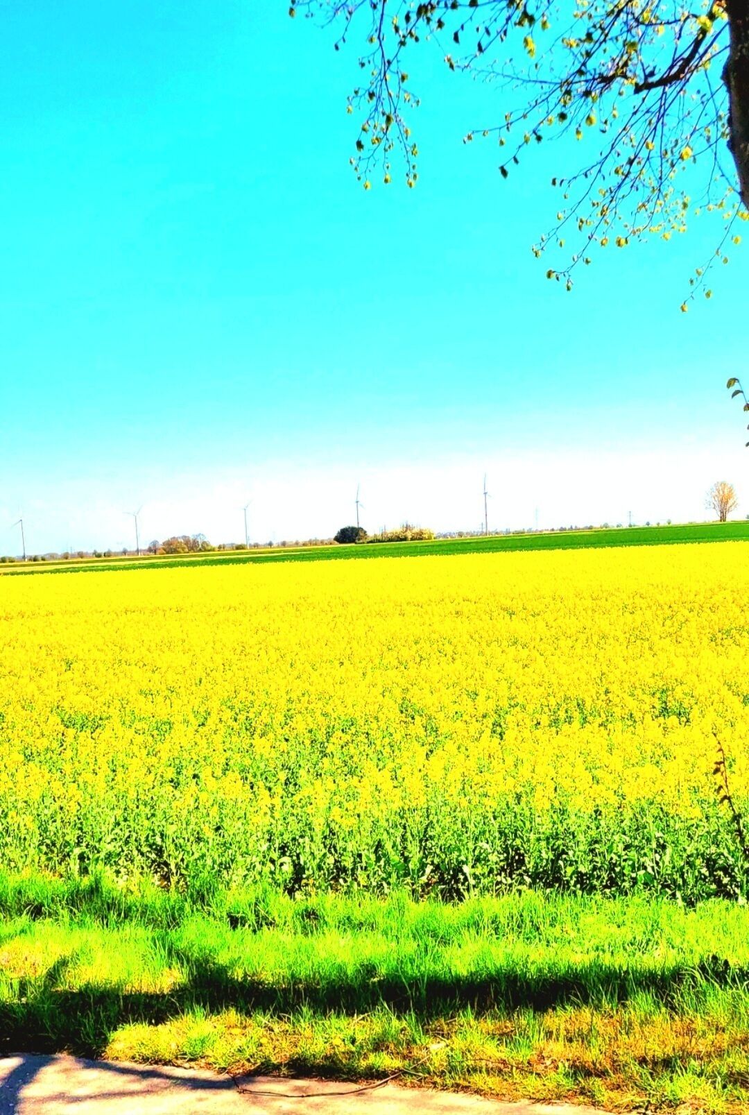 A field of yellow crops under a clear blue sky.