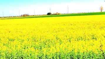 A field of yellow crops under a clear blue sky.