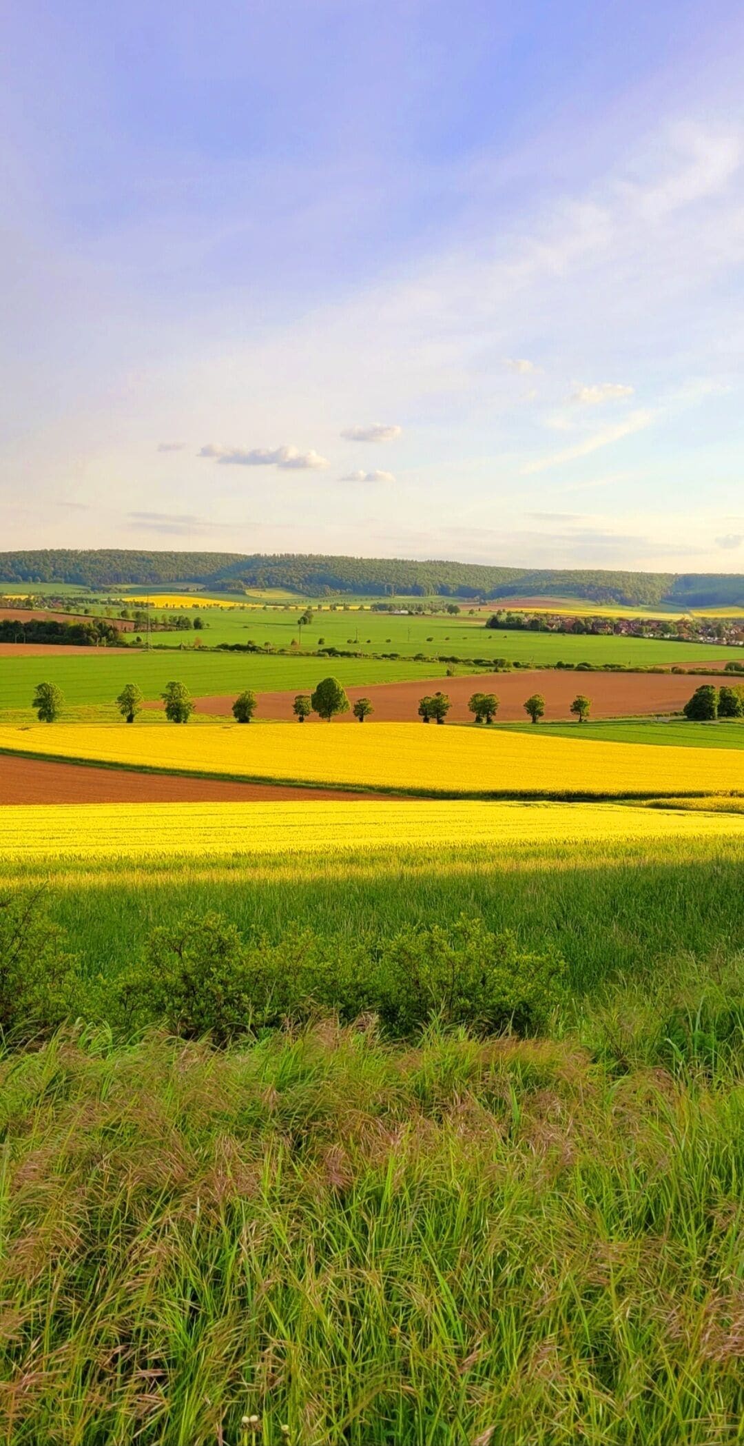 Un paysage rural avec des champs de fleurs jaunes et des prairies verdoyantes, sous un ciel dégagé.