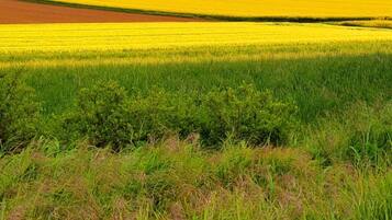 Un paysage rural avec des champs de fleurs jaunes et des prairies verdoyantes, sous un ciel dégagé.