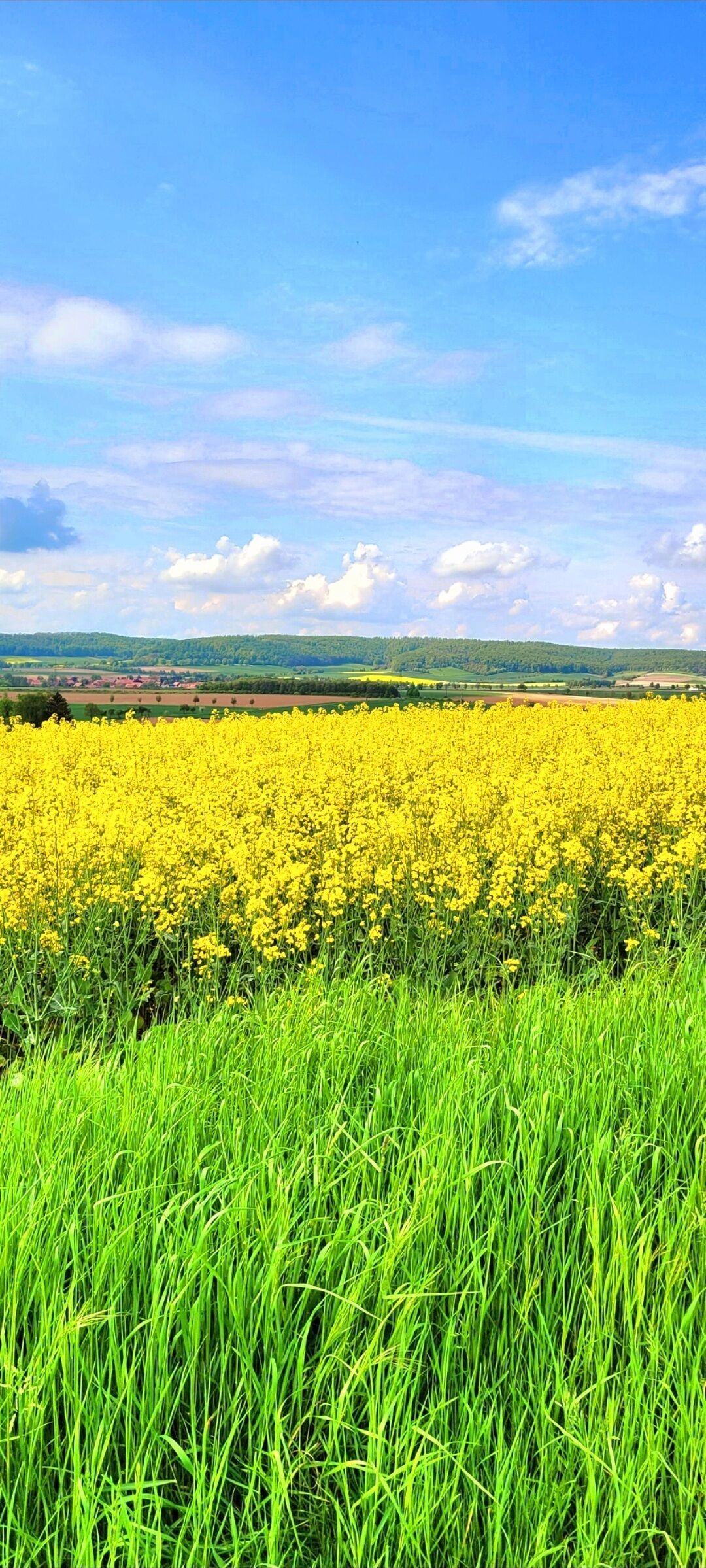 Ein Feld mit gelben Blumen, grünes Gras im Vordergrund und ein klarer, blauer Himmel im Hintergrund.