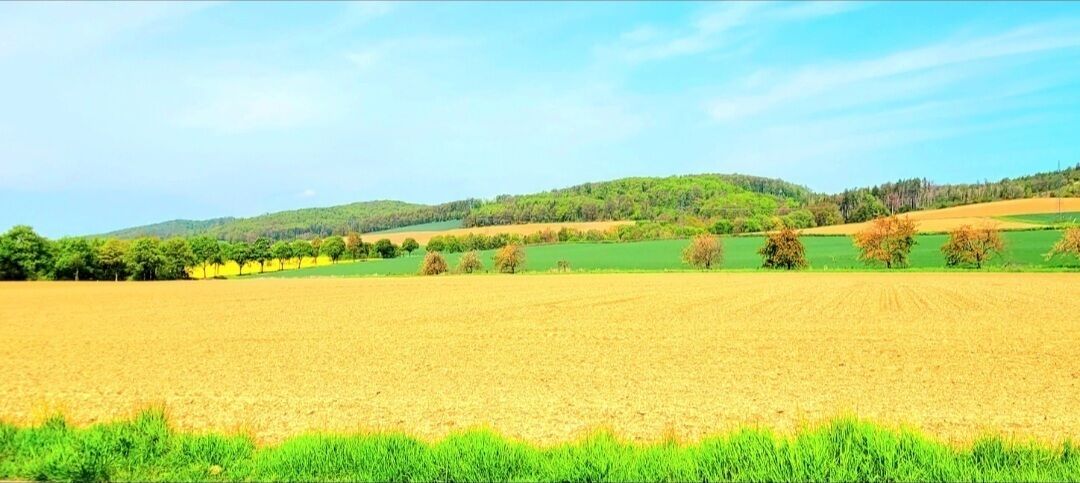 Ein weites Feld mit einer Baumreihe in der Ferne und einer Hügelkette im Hintergrund.