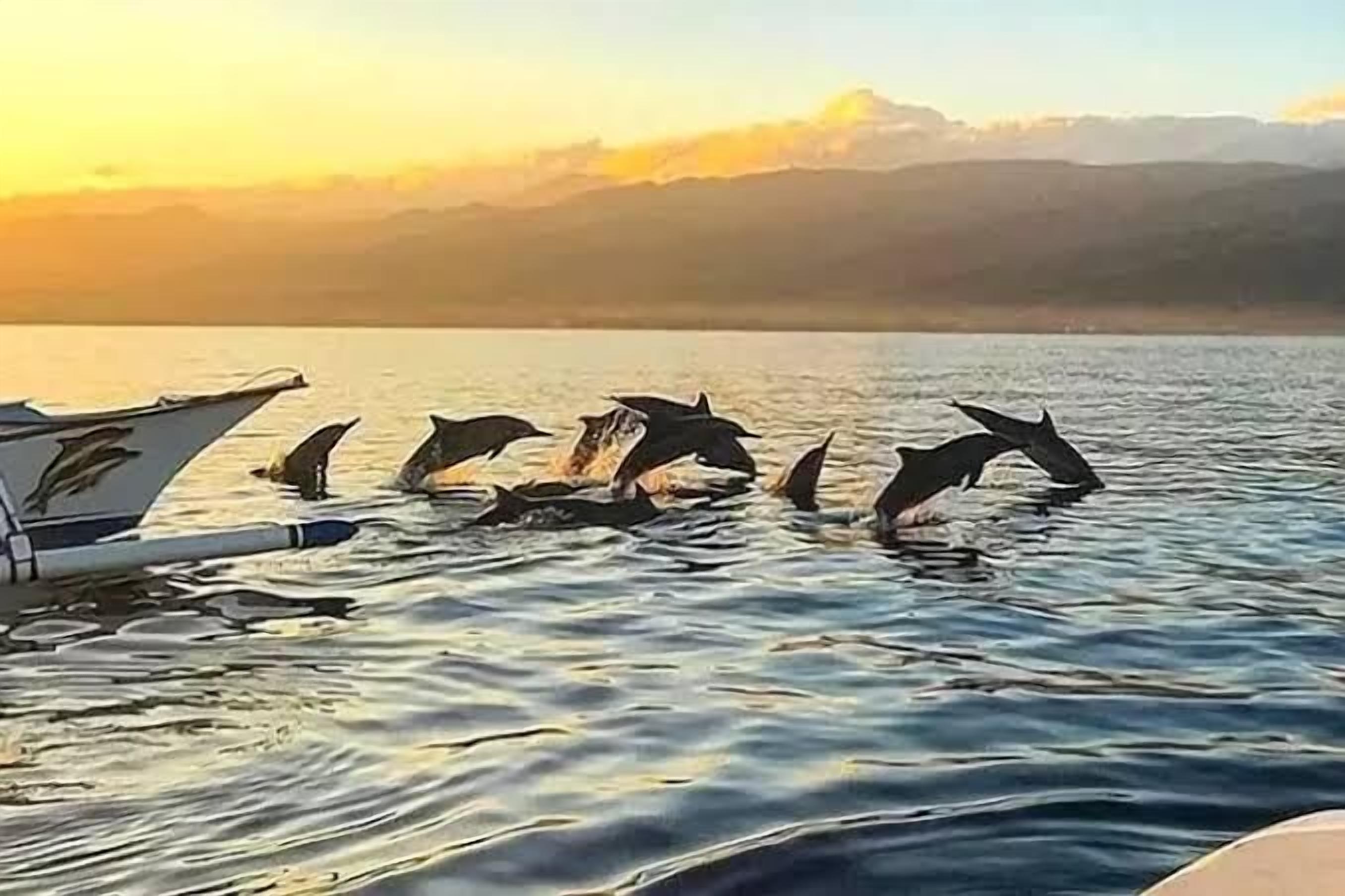 A boat with dolphins jumping in the water.