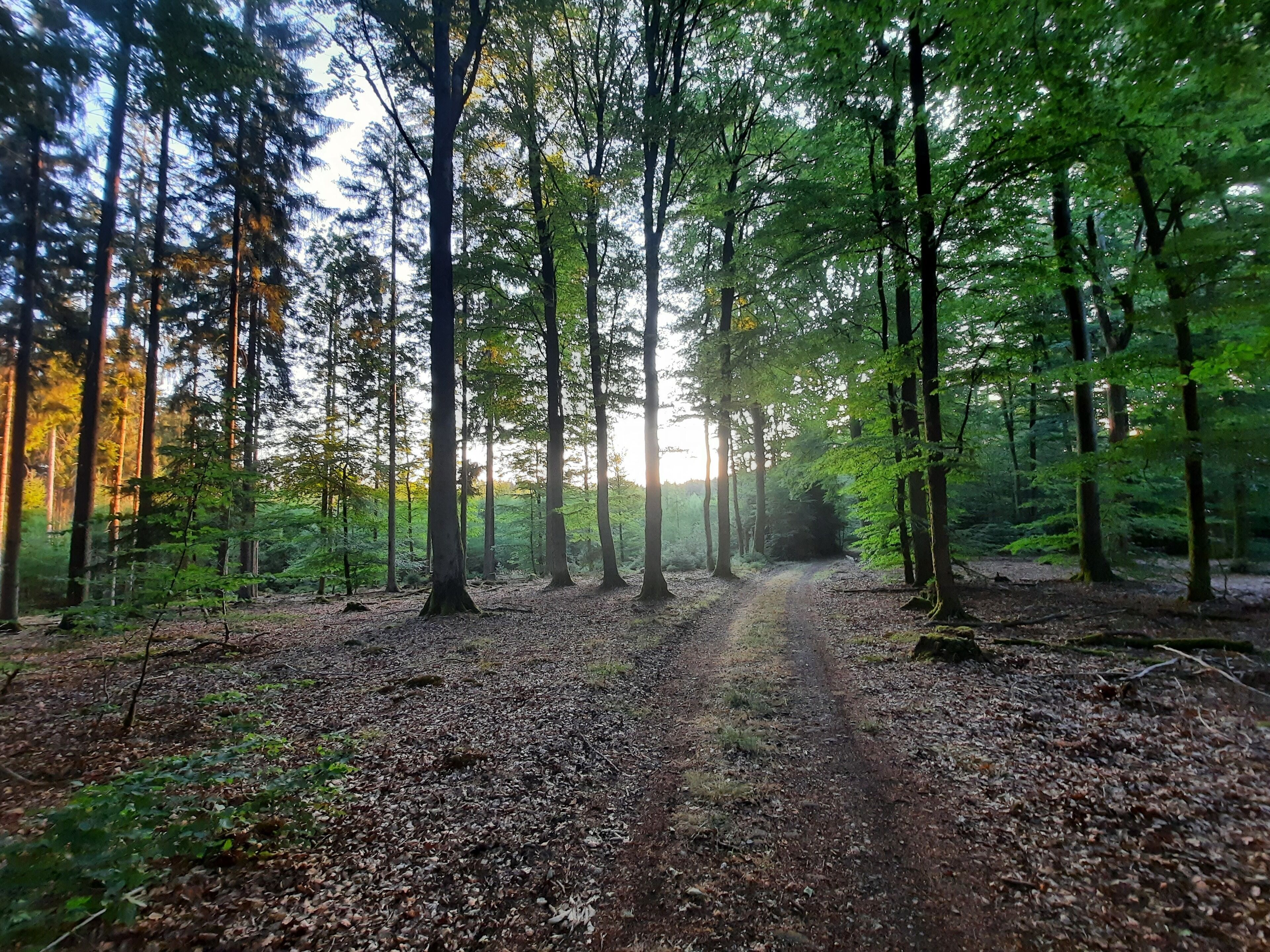 Ein Waldpfad, gesäumt von hohen Bäumen, wobei Sonnenlicht durch die Blätter scheint.