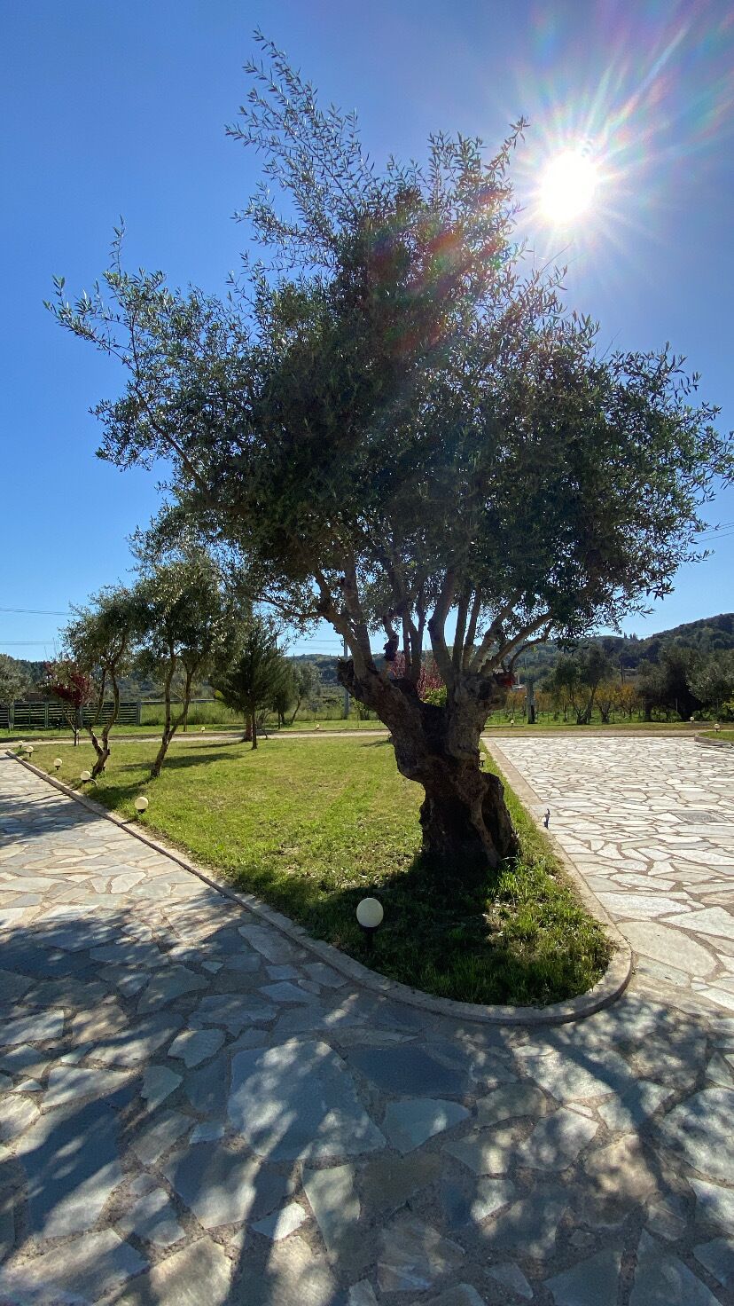 A tree-lined pathway with a stone pavement, a grassy area, and a clear blue sky.