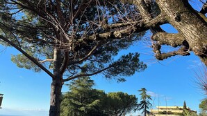 A tree with a clear view of a distant building and landscape.