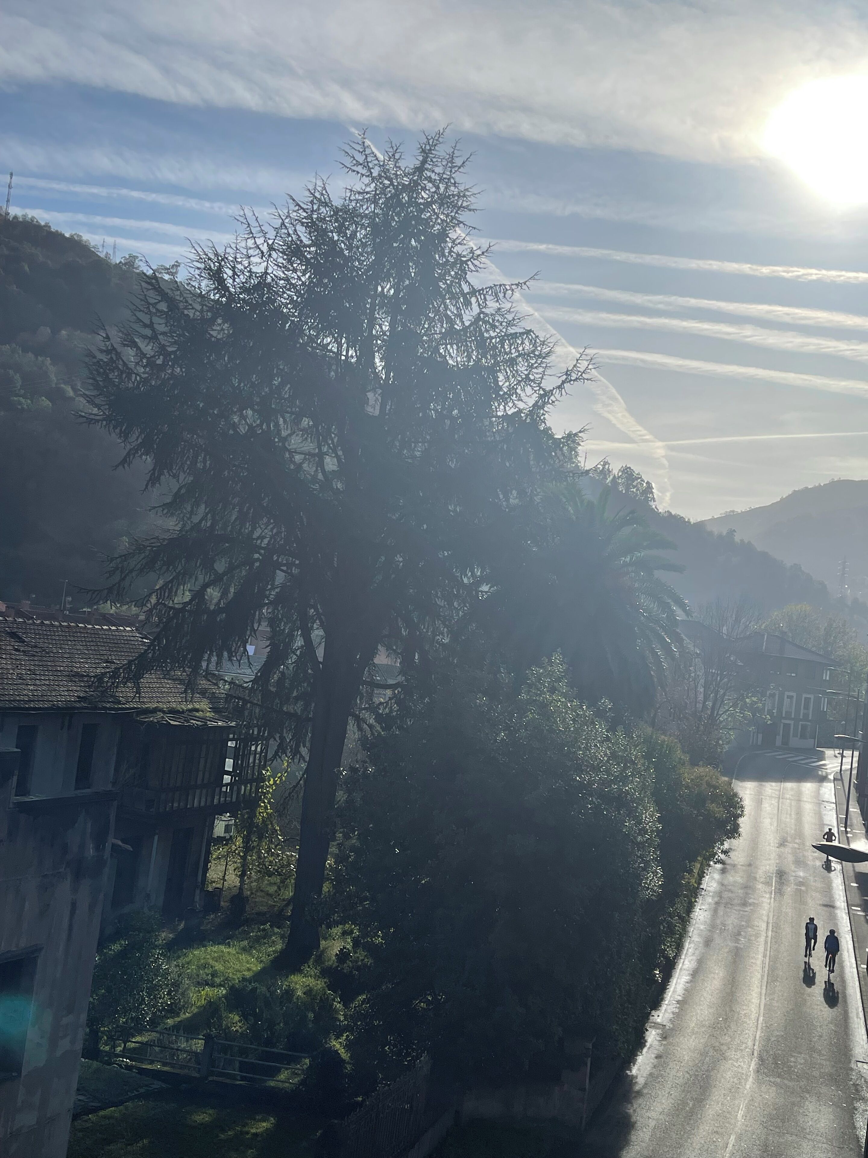 A road with a large tree on the left, buildings on the right, and a clear sky.