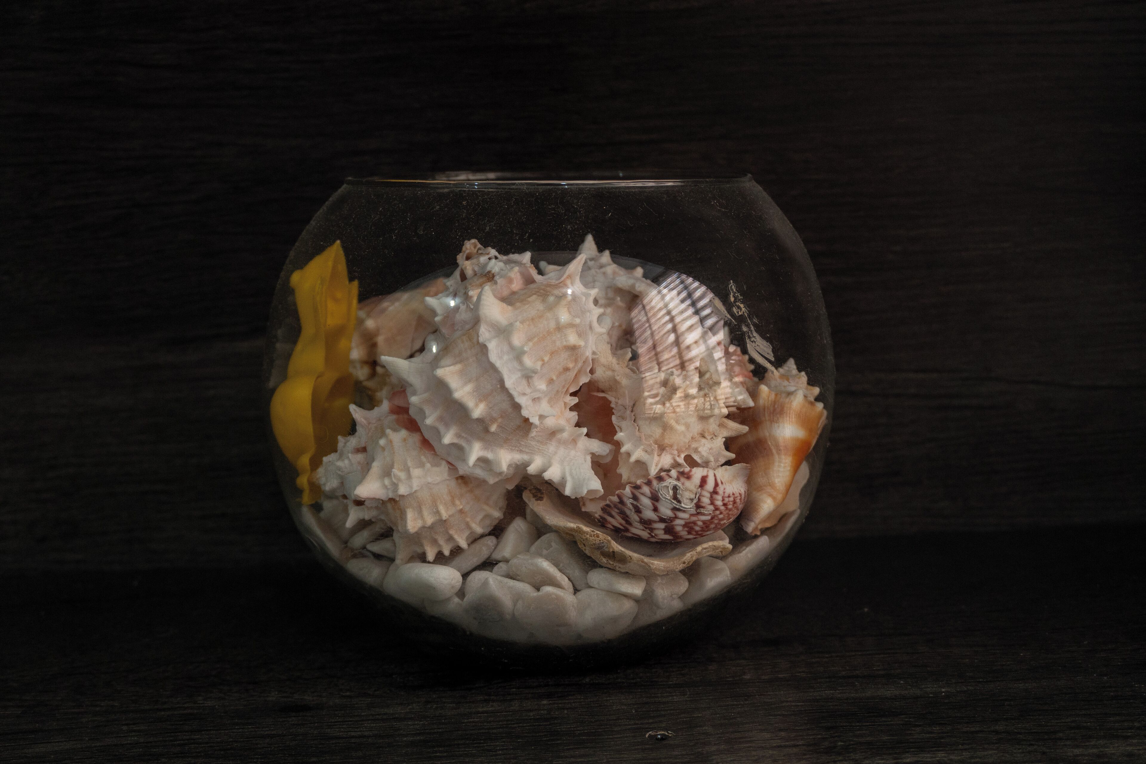 Eine Glasschale mit verschiedenen Muscheln und Kieselsteinen auf einer dunklen Holzoberfläche.