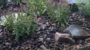 Ein Garten mit einer Steinfountain umgeben von Mulch und violetten Blumen.