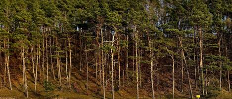 Ein bewaldetes Gebiet mit blauem Himmel.