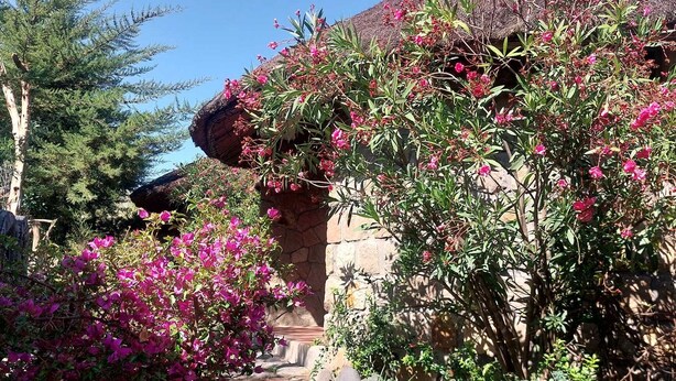 A stone building with a thatched roof, surrounded by lush greenery and vibrant pink flowers.