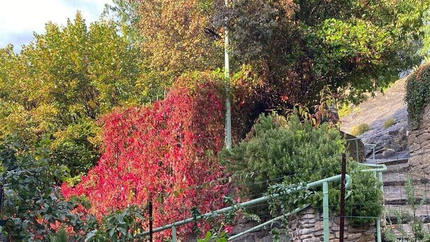 A garden with a stone wall, various plants, and a metal fence. - La Maison Madeleine (Nyons)