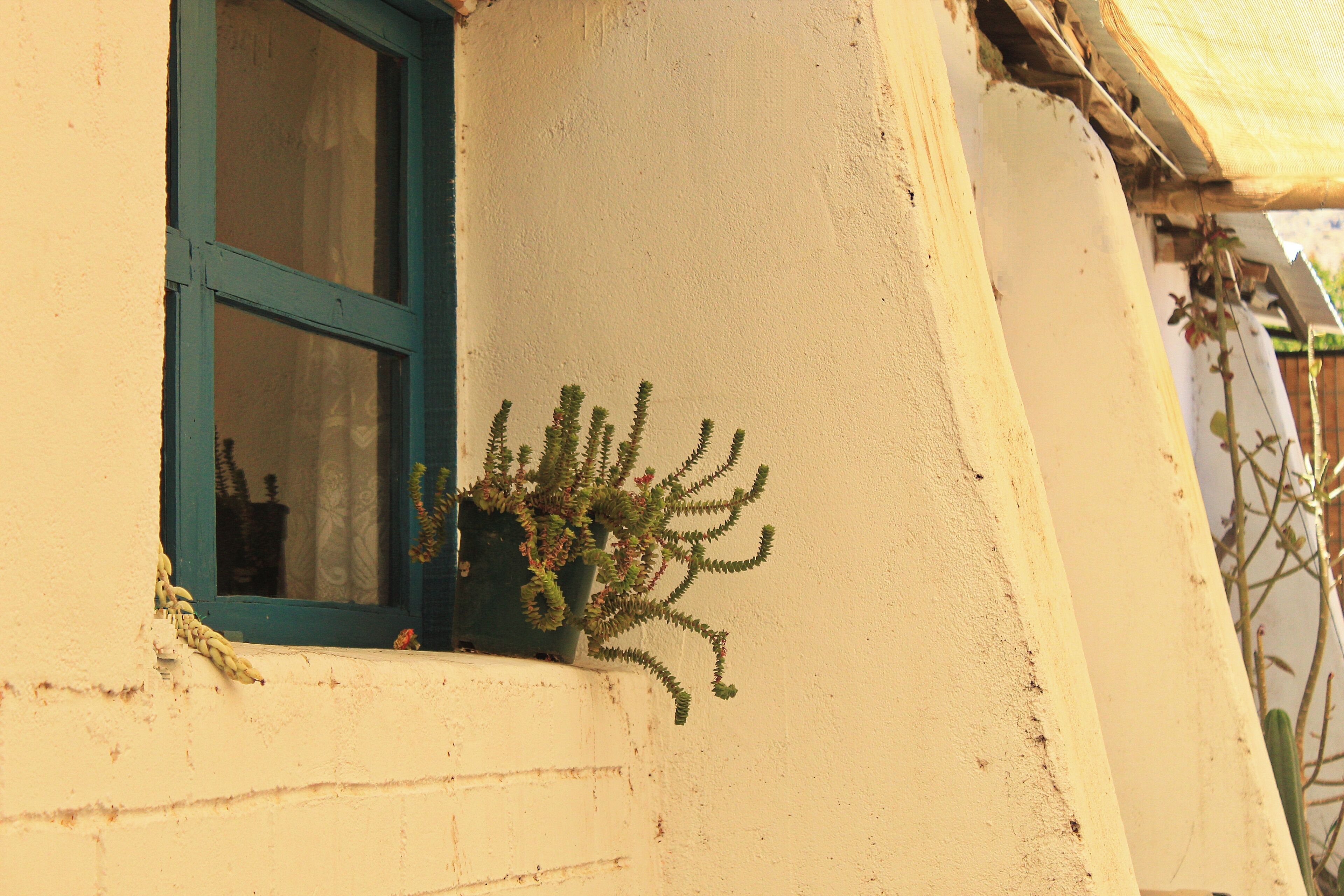 A window with a green frame and a potted plant on the exterior wall of a building.