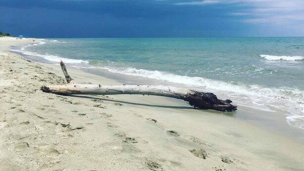 A beach with a driftwood log, clear blue sky, and calm sea. - Résidence Santa (Ghisonaccia)