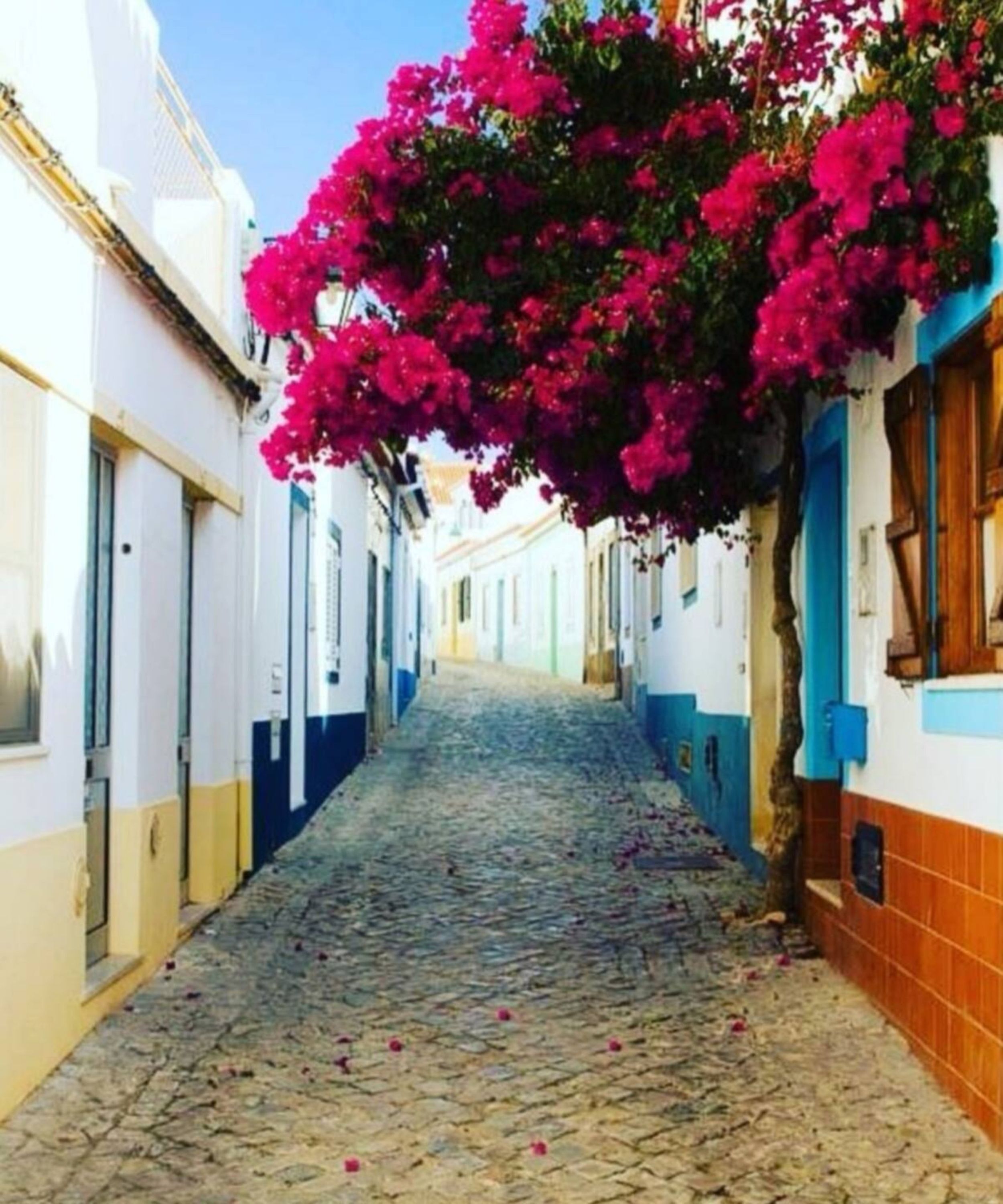 Une étroite rue pavée bordée de bâtiments aux façades blanches et bleues, ombragée par une voûte de bougainvilliers roses.