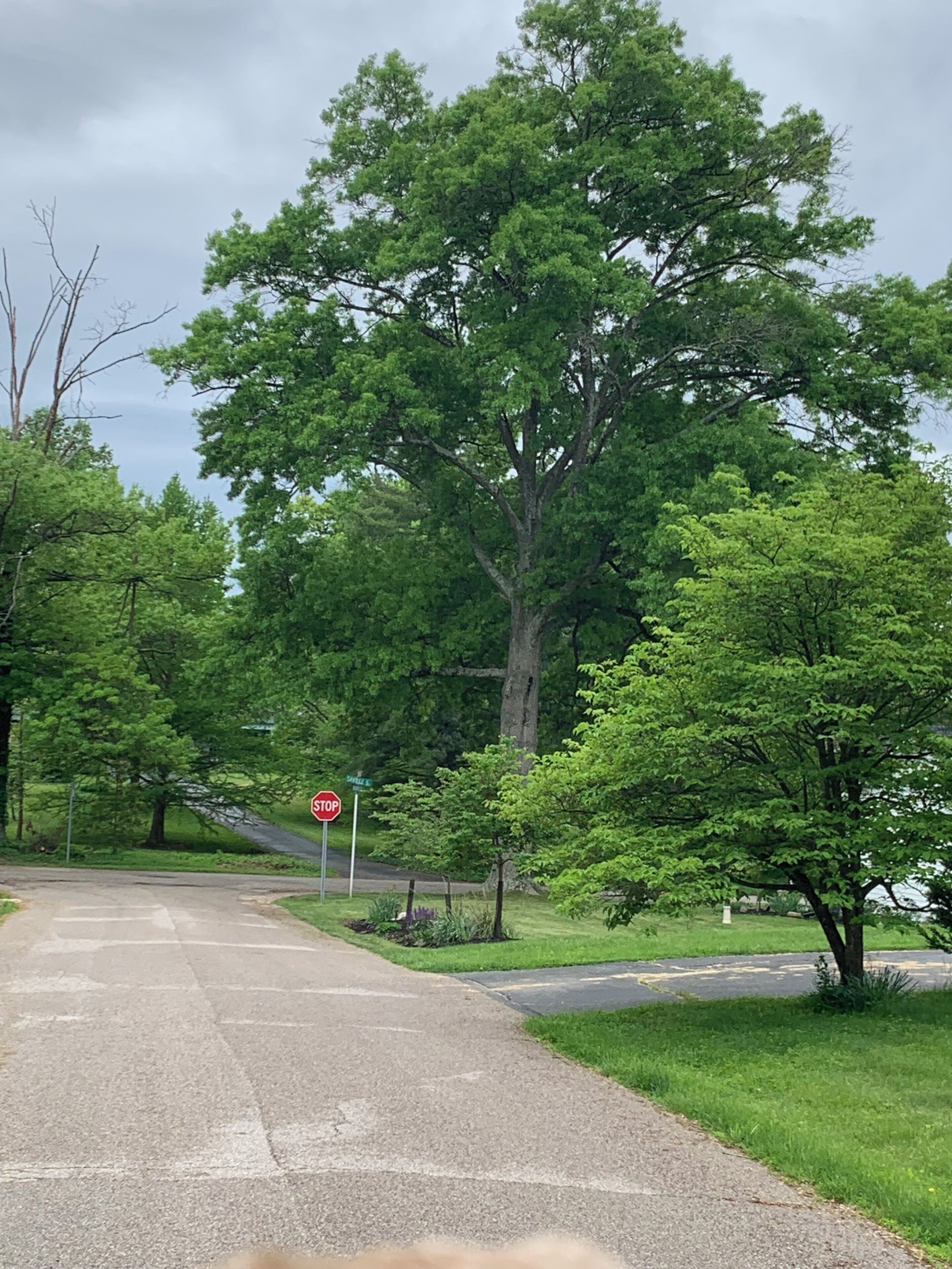 A road with a stop sign, surrounded by lush green trees and grass.