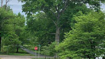 A road with a stop sign, surrounded by lush green trees and grass.