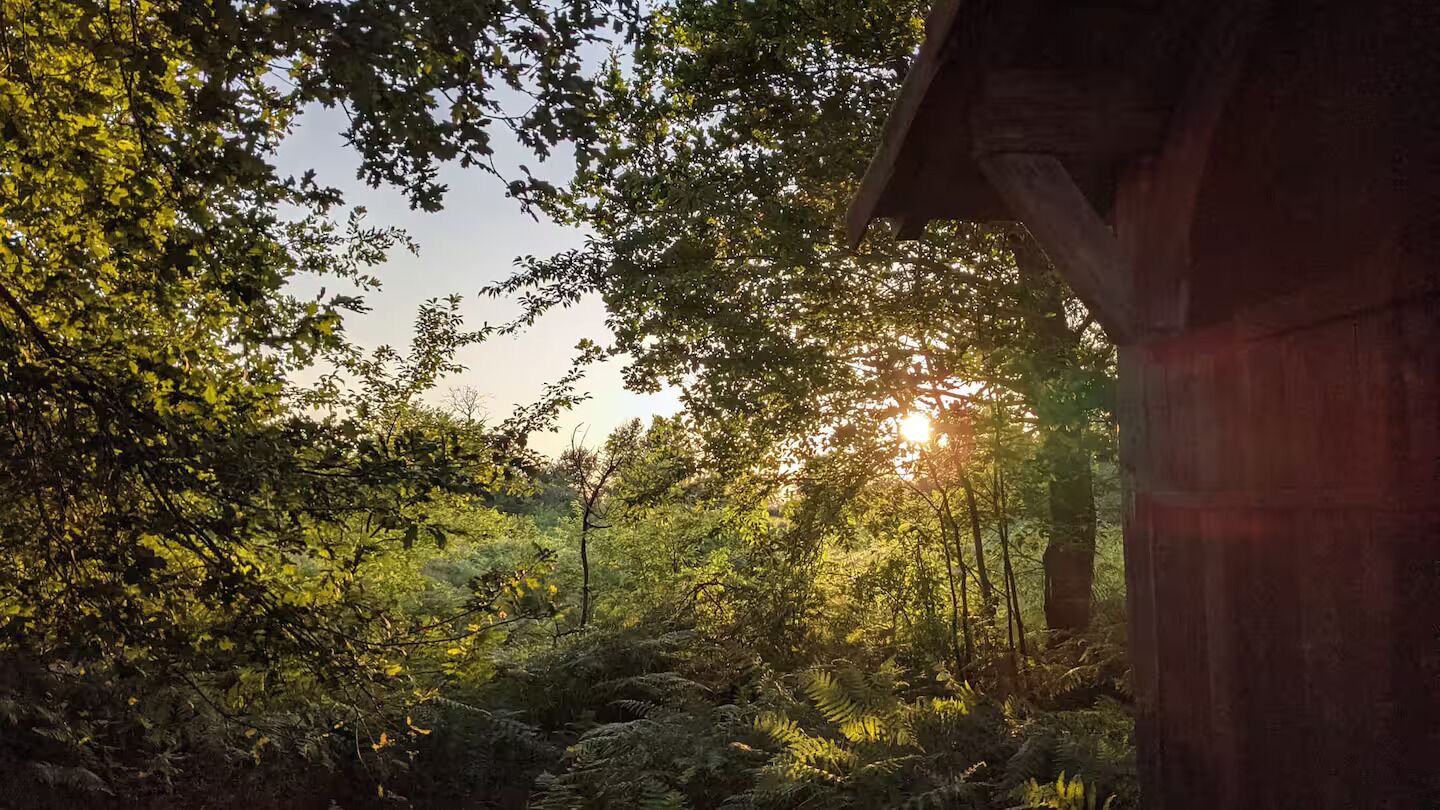 A forested area with sunlight filtering through trees, a wooden structure, and a clear sky.