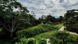 Un jardín exuberante con follaje denso y diversas especies de árboles.