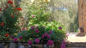 Un mur de pierre orné de fleurs, une plante en pot et un escalier en pierre.