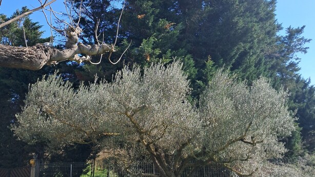A tree with white blossoms in a grassy area with a fence and a building in the background. - Country house near the Ardèche (Saint-Paulet-de-Caisson)