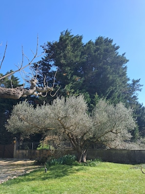 Un arbre aux fleurs blanches, situé dans une zone herbeuse, avec une clôture et un bâtiment en arrière-plan.