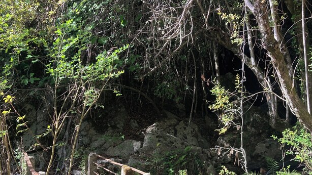Zona boscosa amb un camí de terra, baranes de fusta i una tanca de pedra.