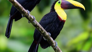 Two toucans perched on a branch.