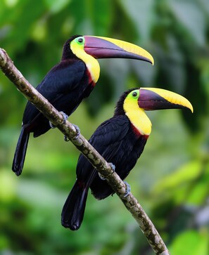 Deux toucans étaient perchés sur une branche.