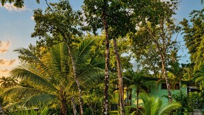 A lush garden with palm trees, a pathway, and a green building with a window.