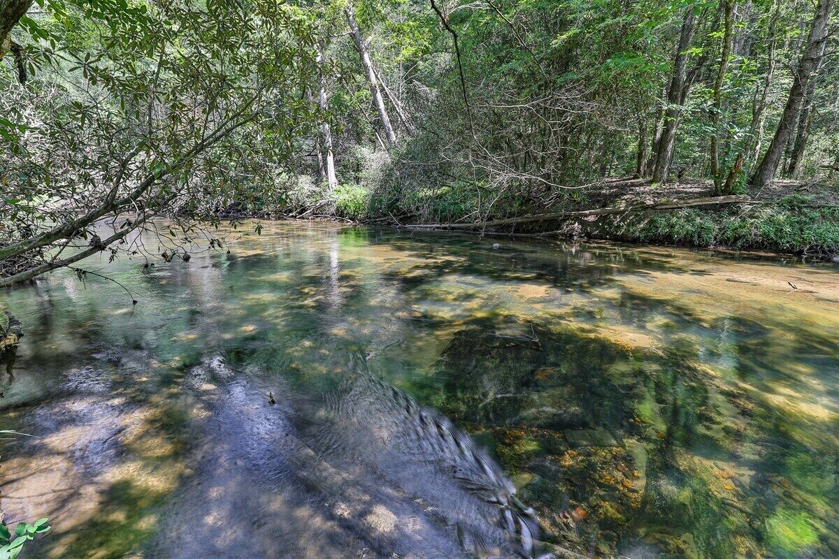 Une étendue d’eau naturelle entourée d’une forêt dense.