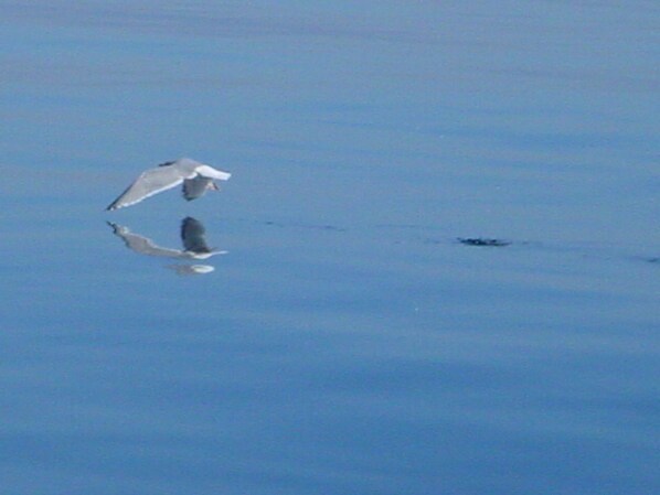A bird flying over a calm body of water.