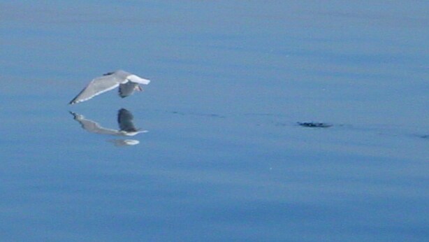 Ein Vogel fliegt über ruhigem Wasser.