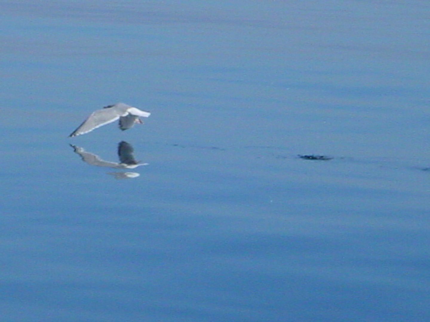 Ein Vogel fliegt über ruhigem Wasser.