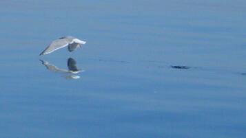 Ein Vogel fliegt über ruhigem Wasser.