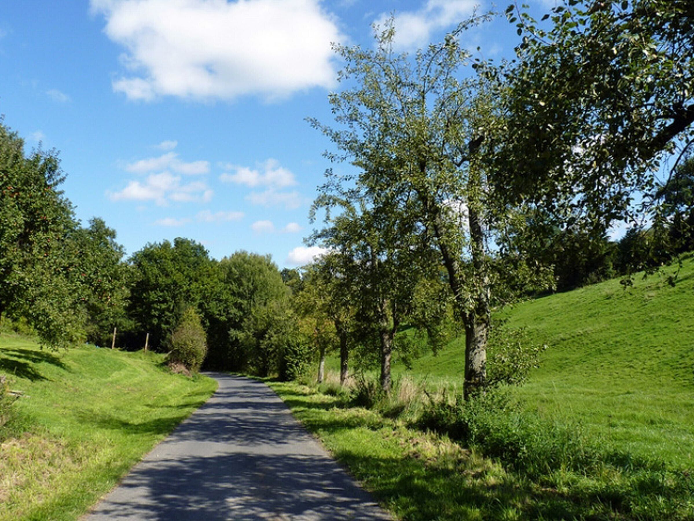 Een landweg, omzoomd met bomen en gras, die in de verte verdwijnt.