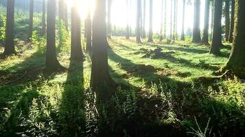 A forest with tall trees and sunlight filtering through.