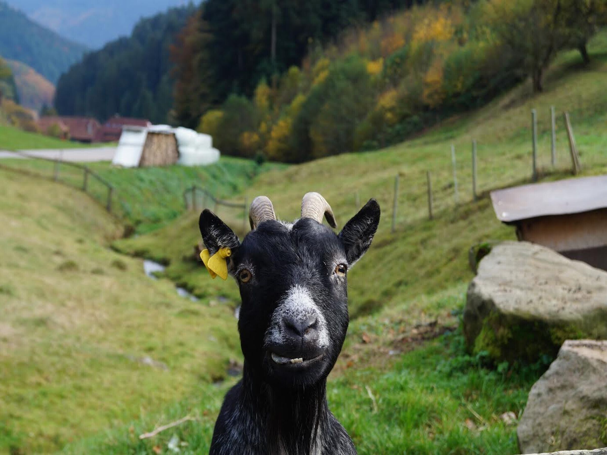 A black goat with horns in a rural setting with green fields and a fence.
