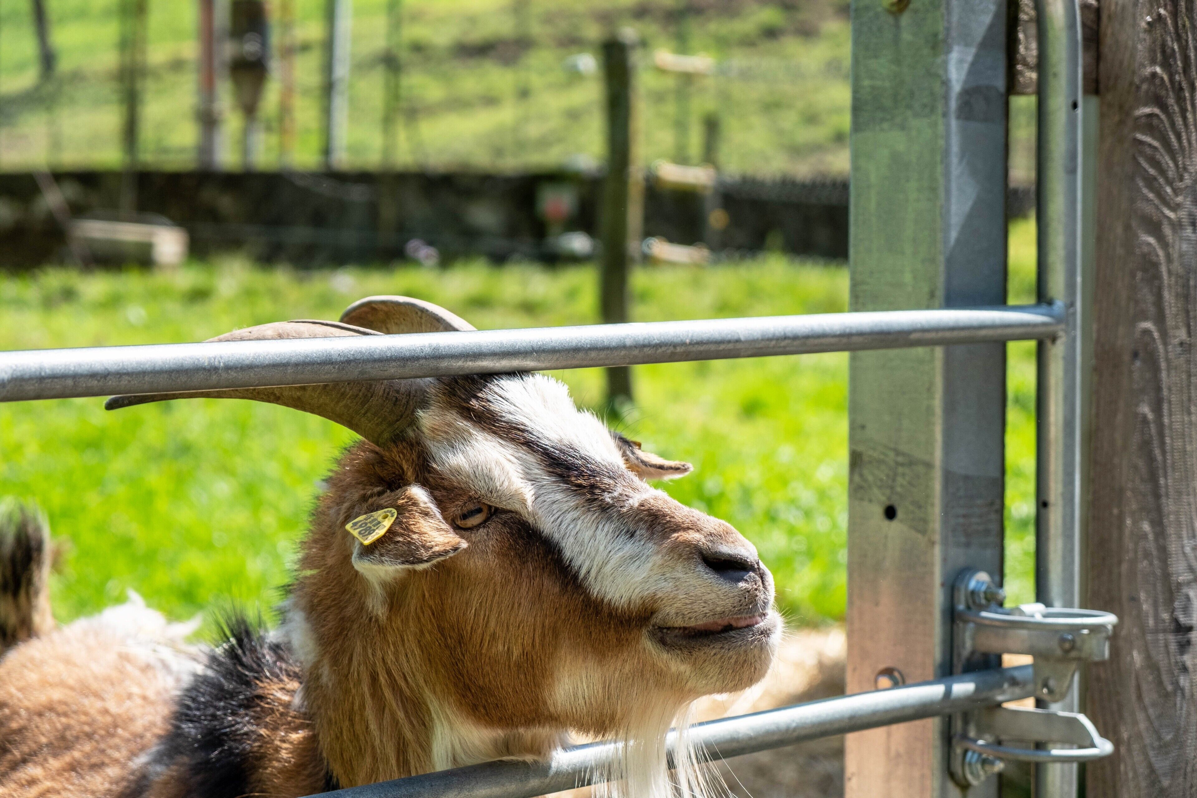A goat behind a metal gate with a grassy background.