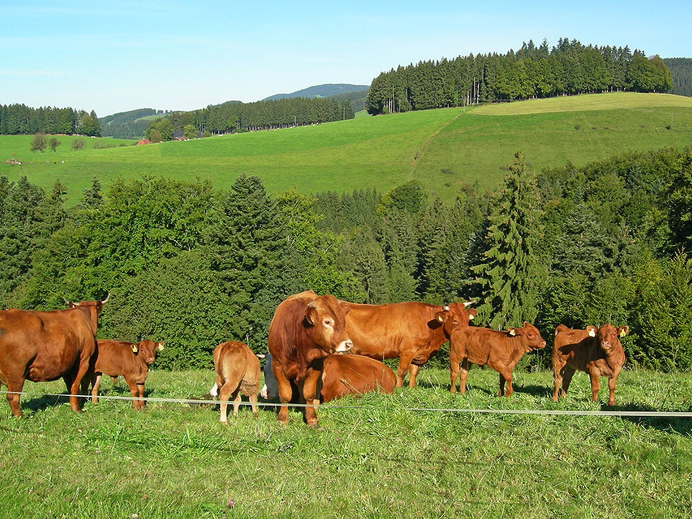 A rural landscape with a herd of cows grazing in a field.