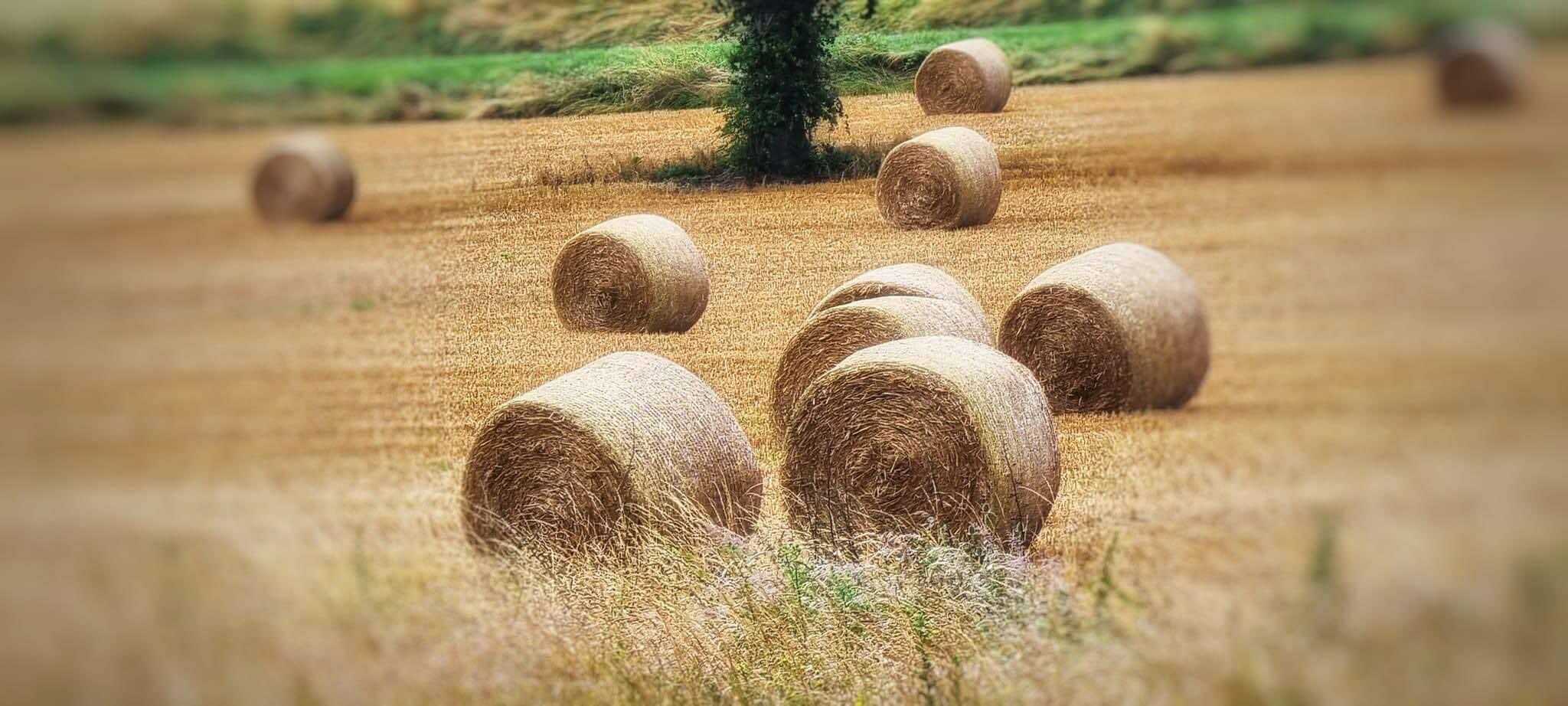Fardos de feno em um campo com uma árvore ao fundo.