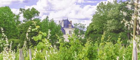 Un vignoble avec des rangées de vignes au premier plan et une grande maison avec un toit bleu en arrière-plan.