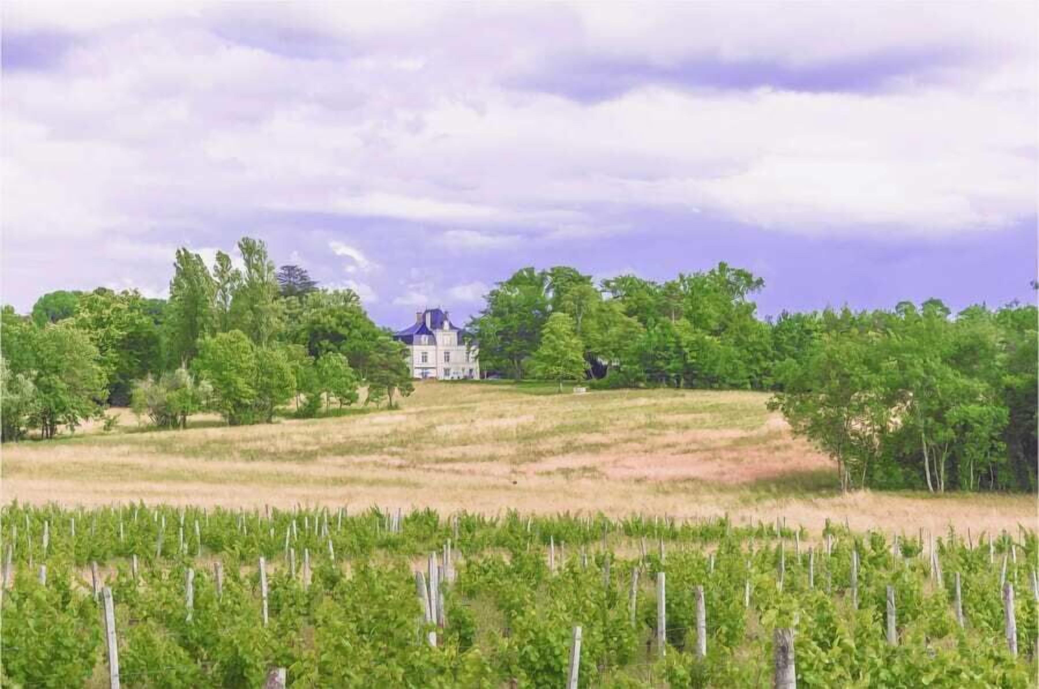 A vineyard with rows of grapevines and a large building in the background.